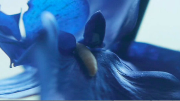 CORRECT SIZE Upstream Color 2