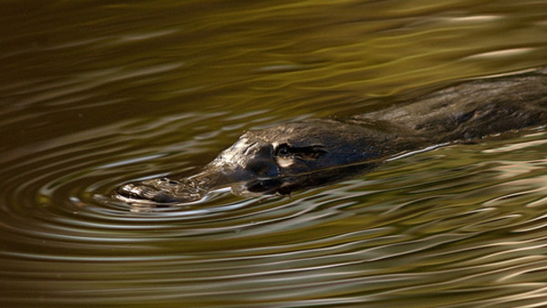 kraken clash of the titans