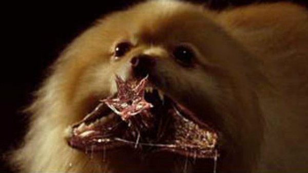 Vampire Pomeranian Blade