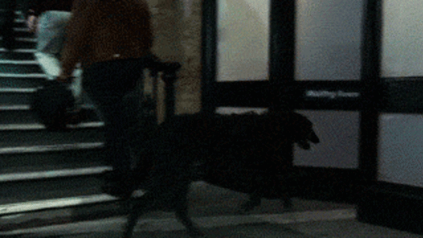 harry potter animagus sirius black