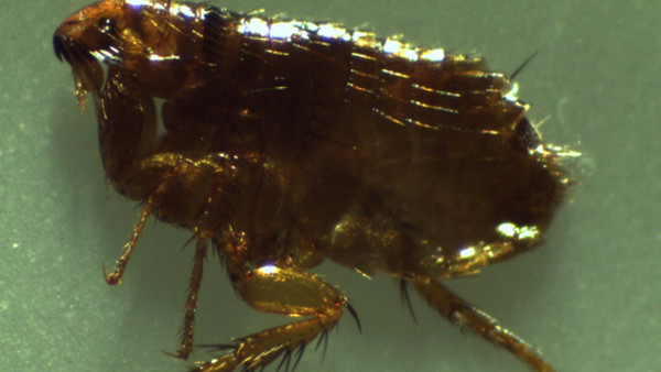 Flea Bomb