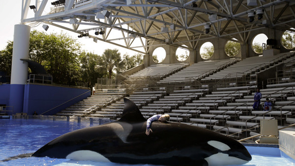 In this April 10, 2014 photo, Sea World trainer Michelle Shoemaker hugs killer whale Kayla as she works on a routine before a show, in Orlando, Fla. SeaWorld Entertainment, Inc. has faced criticism over its treatment of its captive killer whales since the