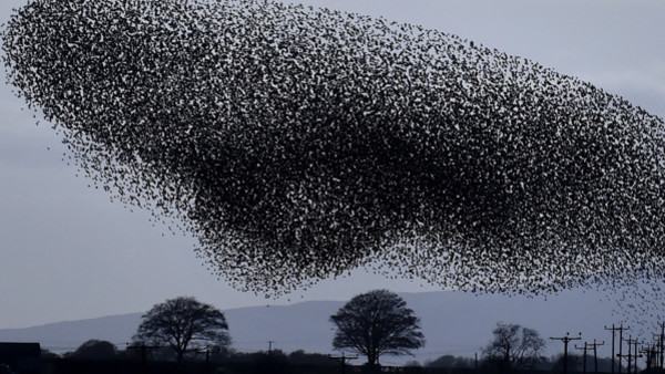REVIEW OF THE YEAR PICS 2014 File photo dated 06/11/14 of tens of thousands of starlings starting their murmuration, with Criffel mountain in the background, as dusk falls near Gretna Green on the England and Scotland border.