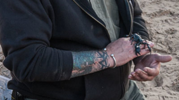 Game Of Thrones Season 5 Scorpion