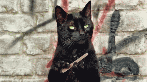 Evil Cat Gif Gif