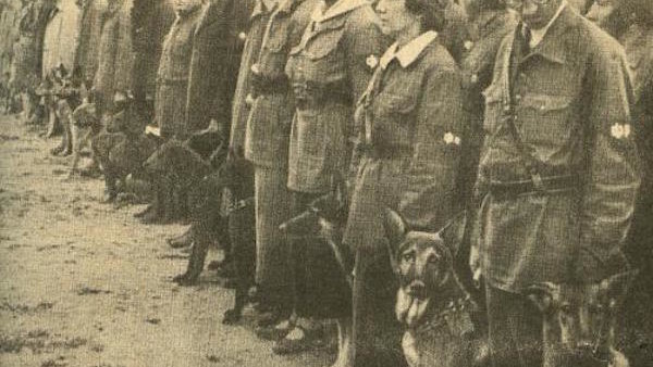 Anti Tank Dogs