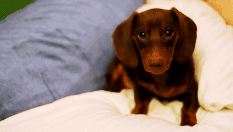 Puppy Dog Eyes Gif