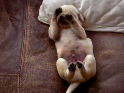 Puppy Sleep Gif