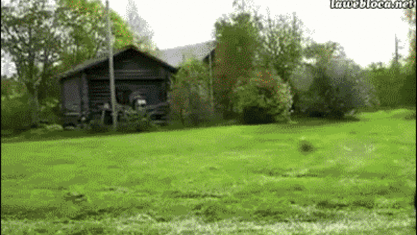 Dog Tractor Gif