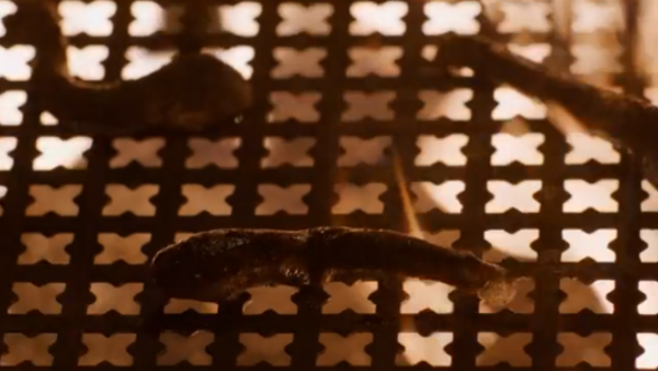 Game of Thrones Leeches