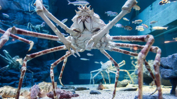 Goliath Bird Eating Spider