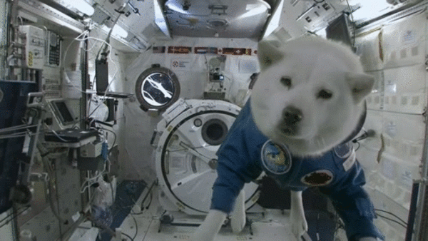 dog in a space suit