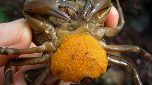 Sacculina carcini egg sac