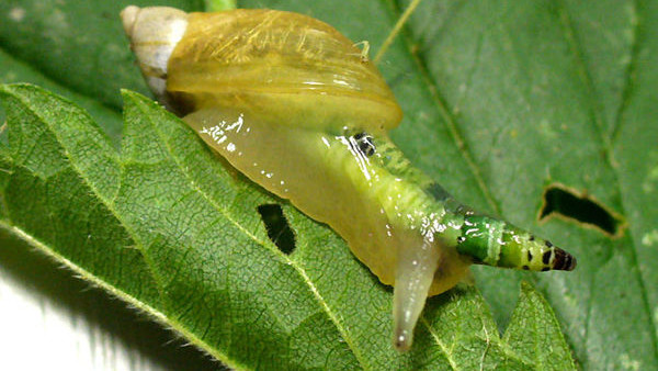 Leucochloridium paradoxum parasitic worm