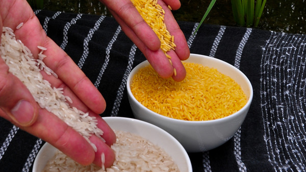 GMO golden rice