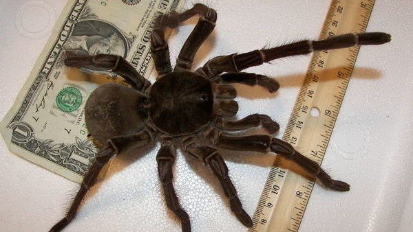 Goliath Bird Eating Spider