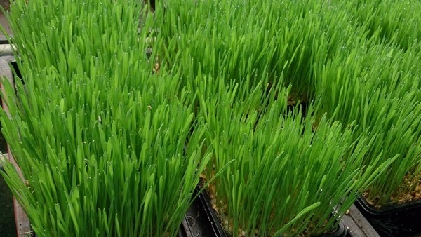 Wheat grass