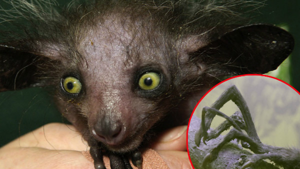 Goliath Bird Eating Spider