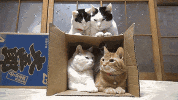 Cats in a box