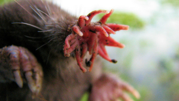 Goliath Bird Eating Spider