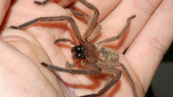 huntsman spider