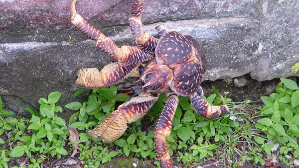 Goliath Bird Eating Spider