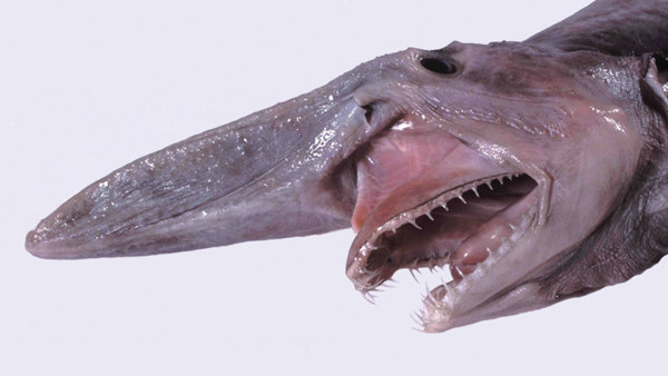 Goblin shark
