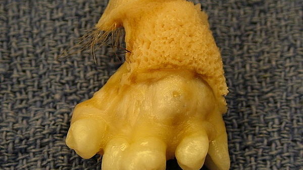 buzz lightyear x ray