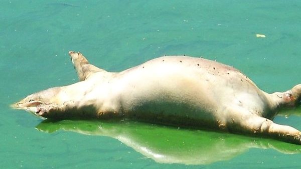 North korea at night