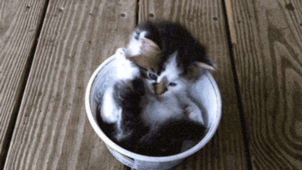 Kitten in a yoghurt pot