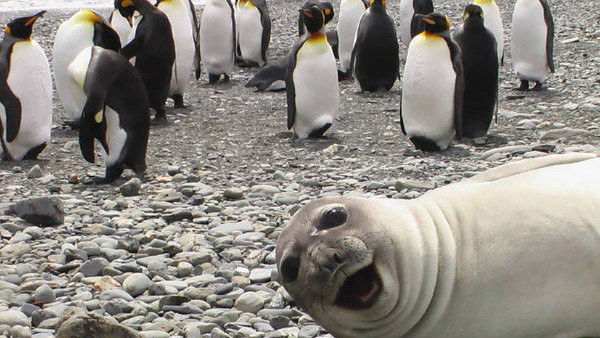 Penguin And Seal Photobomb