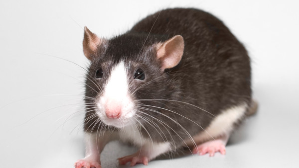 brown and white Rat