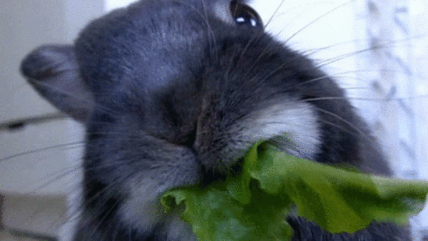 rabbit food