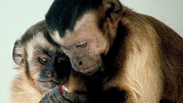 Capuchin monkeys