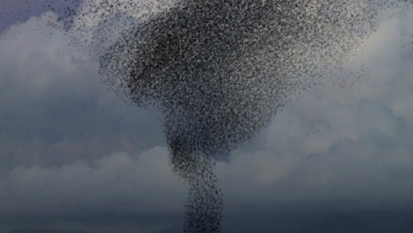 starling flock