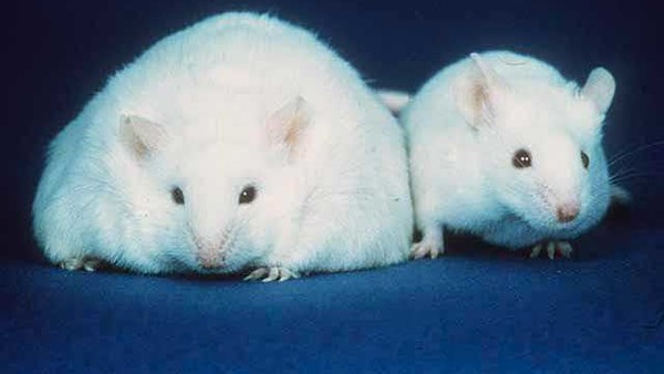 Fat mouse
