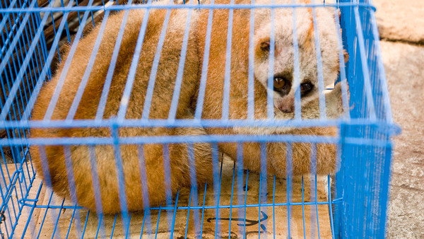 animals Myanmar endadngered