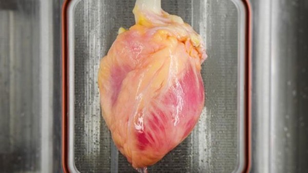 Lab Grown Heart