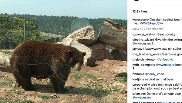 Cesaro Bear Instagram