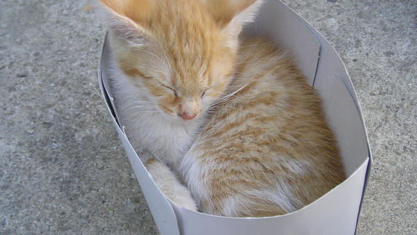 Cat in box