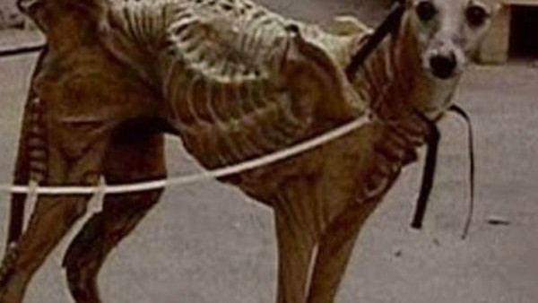 Alien Dog.jpg