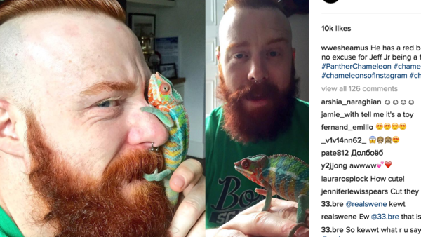 Sheamus Chameleon Instagram