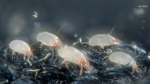 House Dust Mites