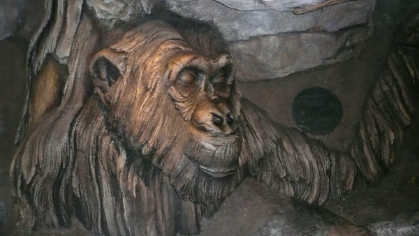 Disney Animal Kingdom David Greybeard