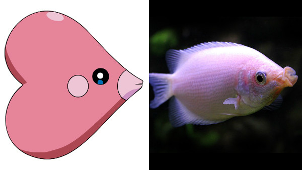 Luvdisc Kissing Gourami