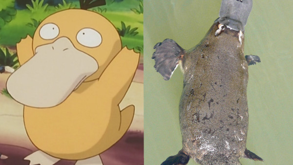 Psyduck Platypus