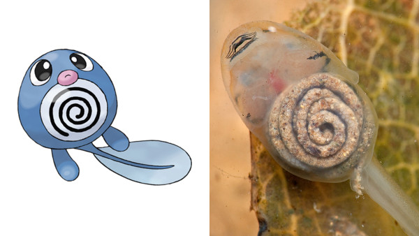 Poliwag Tadpole