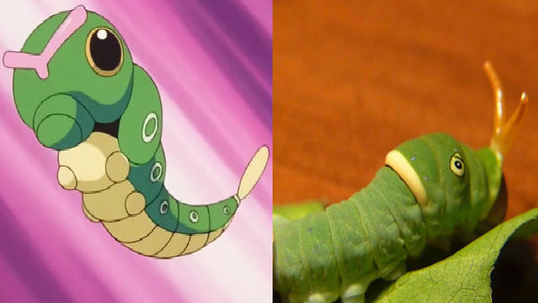 Caterpie Is A Eastern Tiger Swallowtail Caterpillar