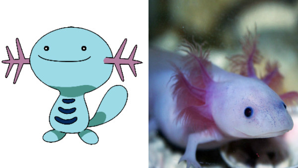 Axolotl Wooper
