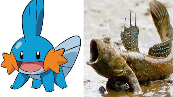 Mudkip Mudskipper